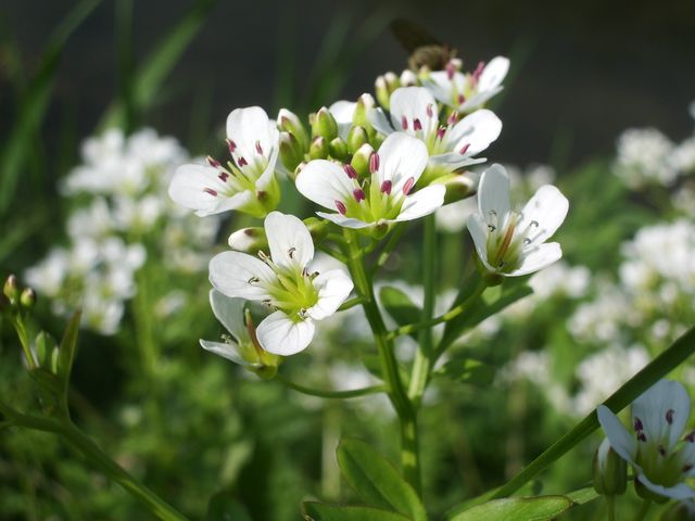 Cardamine amara /  Billeri amaro