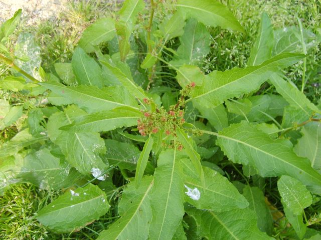 Pianta abbastanza comune - Rumex cfr. crispus