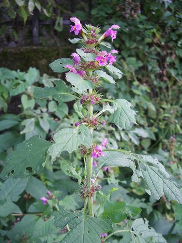 Conferma di una labiata - Galeopsis pubescens