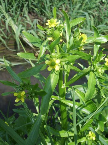 Ranunculus sceleratus
