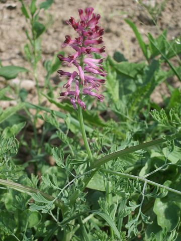 Fumaria officinalis / Fumaria comune