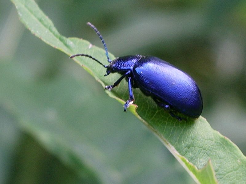 Coleotteri e Emitteri da identificare