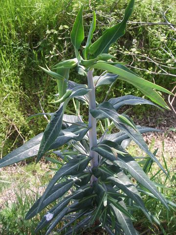 Euphorbia lathyris / Euforbia catapuzia