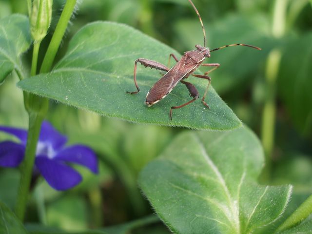 Insettini da identificare - Camptopus lateralis