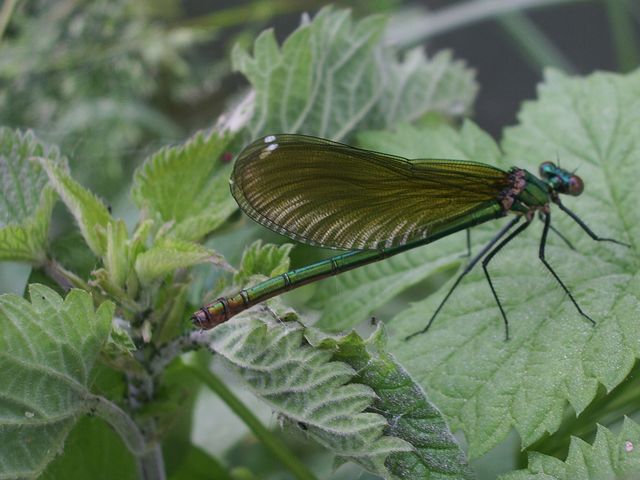 Calopteryx splendens e Libellula fulva (Odonata)