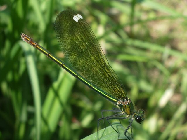 Calopteryx splendens e Crocothemis erythraea