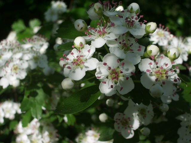 Crataegus monogyna / Biancospino comune