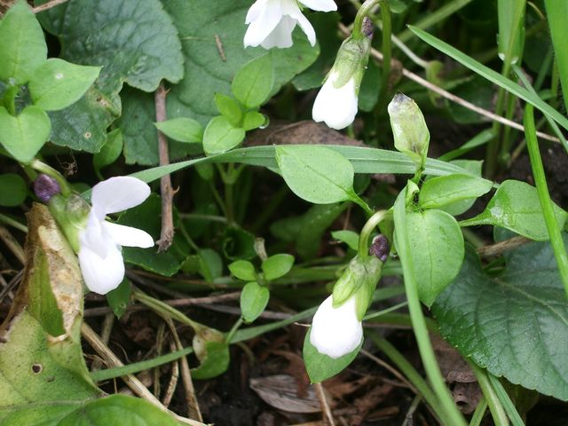 Viola alba