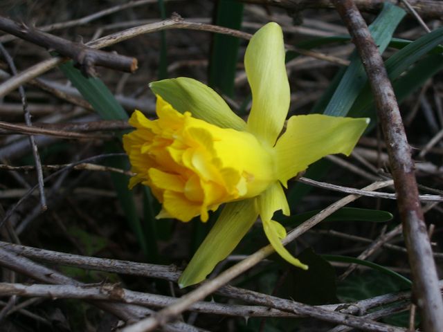 Narcissus spp. / Narciso (specie coltivata, naturalizzata)