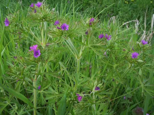 Geranium dissectum / Geranio sbrandellato