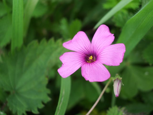 Oxalis articulata