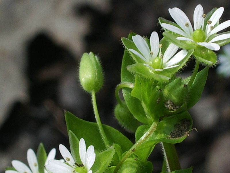 Stellaria media