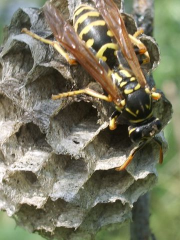 Una vespa da identificare