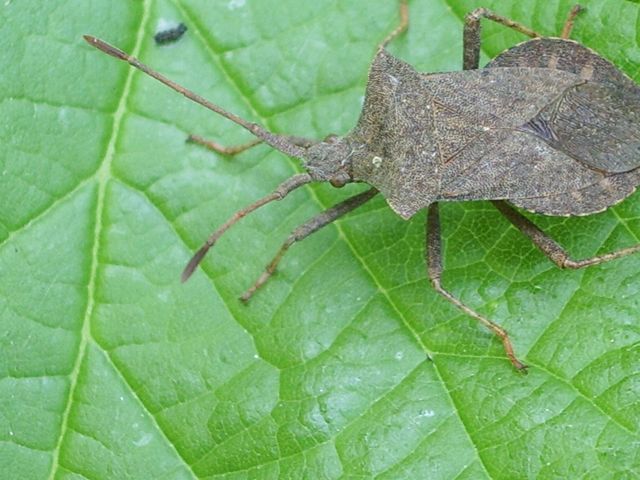 Coreus marginatus e Agapanthia villosoviridescens