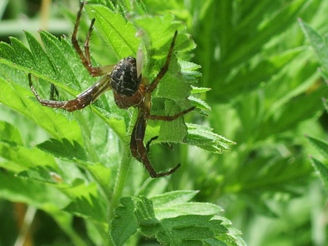 Larinioides sp.