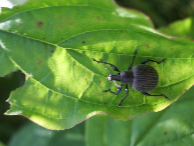 Otiorhynchus pseudonothus (= salicicola)