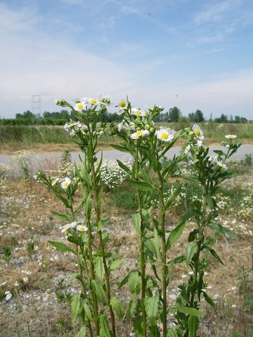 Asteraceae - Erigeron annuus