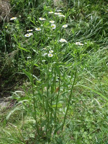 Asteraceae - Erigeron annuus