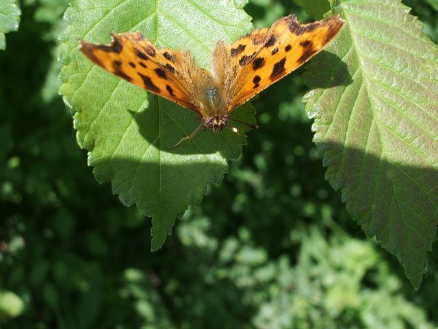 Farfalla Polygonia c-album