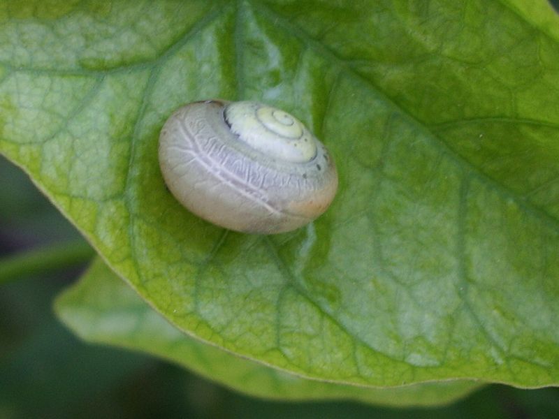 Chiocciolina da determinare