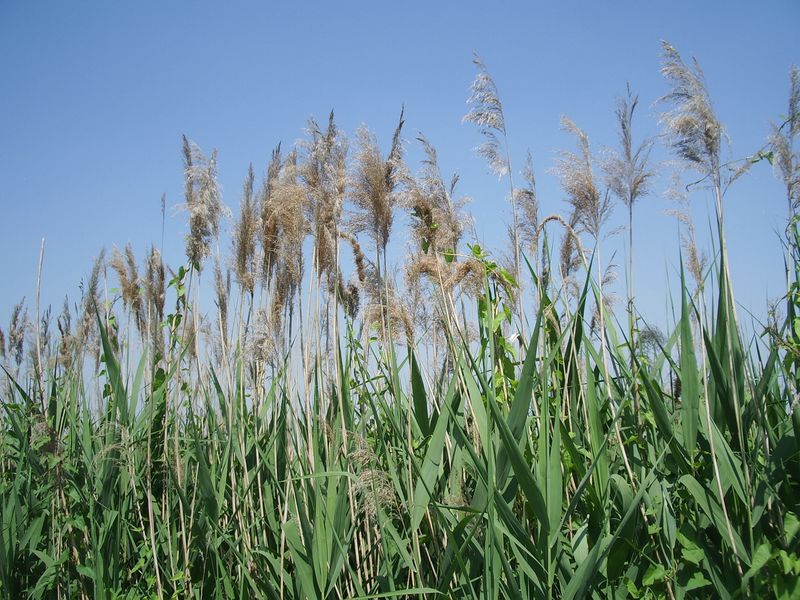 Phragmites australis / Cannuccia di palude