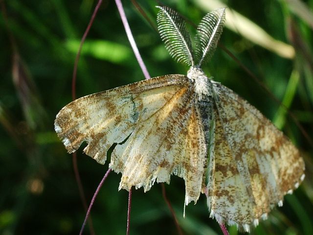 Ematurga atomaria