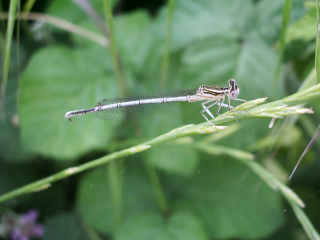 Platycnemis pennipes (Odonata, Platycnemididae)