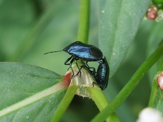 Zicrona caerulea (Pentatomidae)