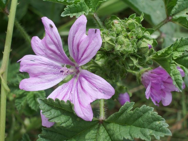 Malva sylvestris
