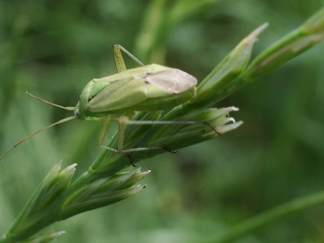 Cimice... norvegese, ma anche mediterranea