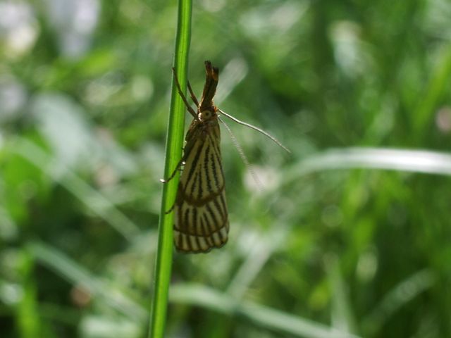 Chrysocrambus linetellus