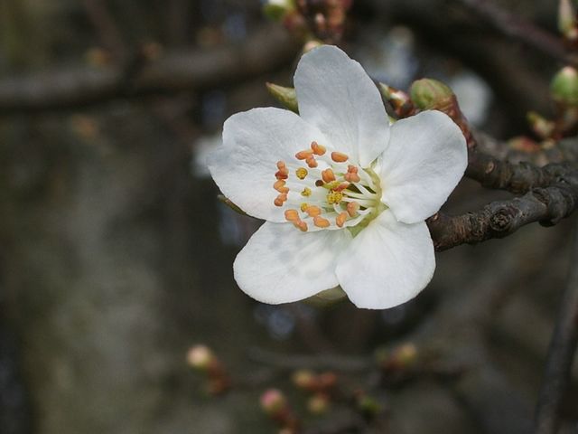 Prunus da determinare