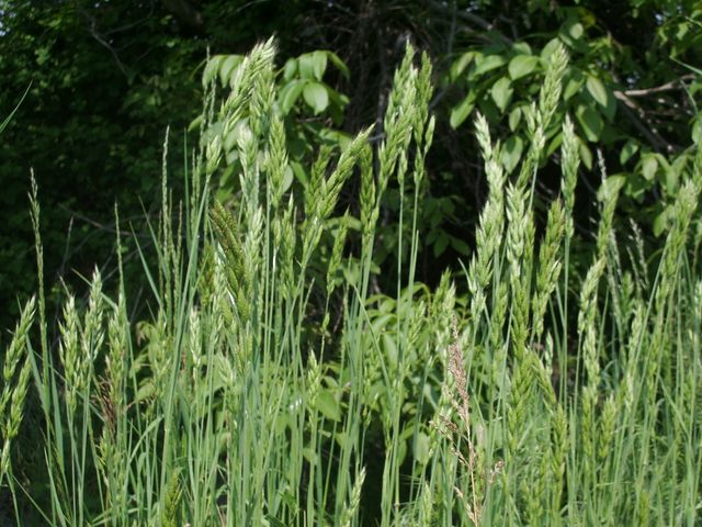 Bromus hordeaceus
