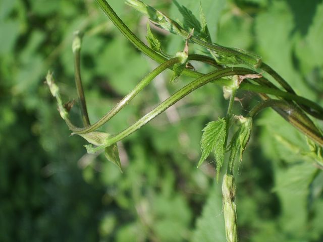 Humulus lupulus / Luppolo comune