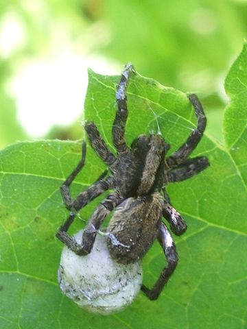 Pardosa(?) con ovisacco