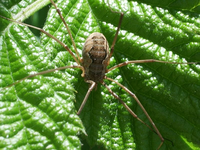 Opilione e Tibellus sp.