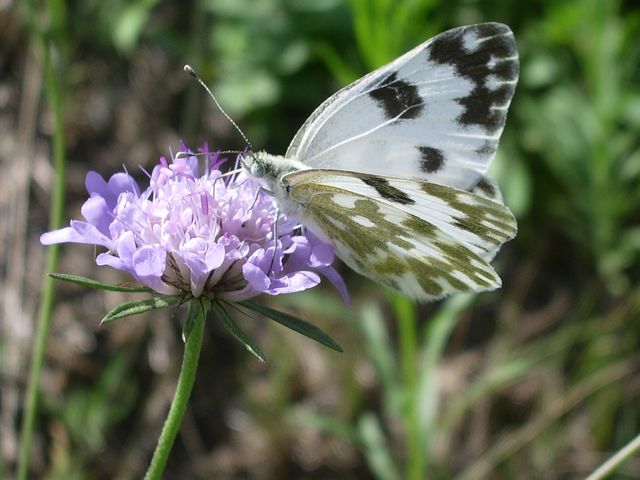 Pontia edusa