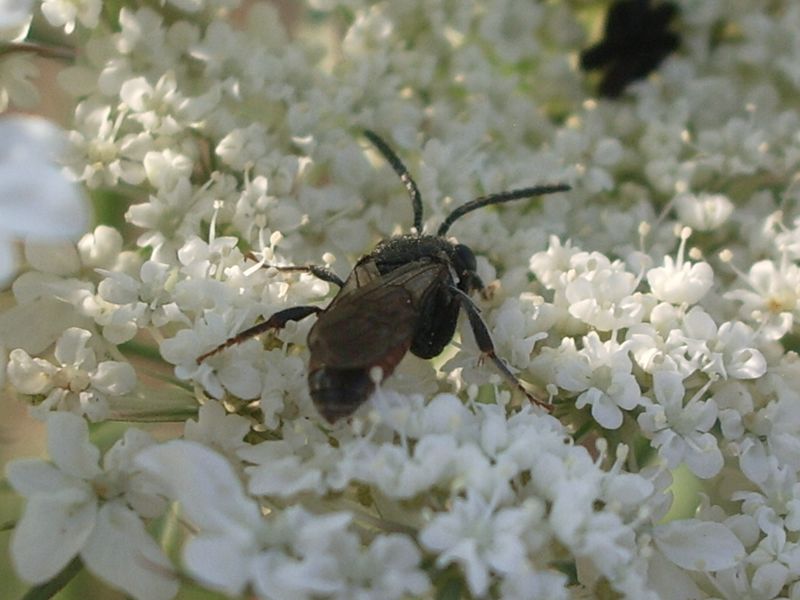 Sphecodes sp. (Apidae Halictinae)