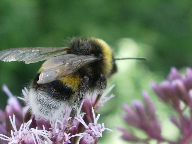 Bombus terrestris o lucorum