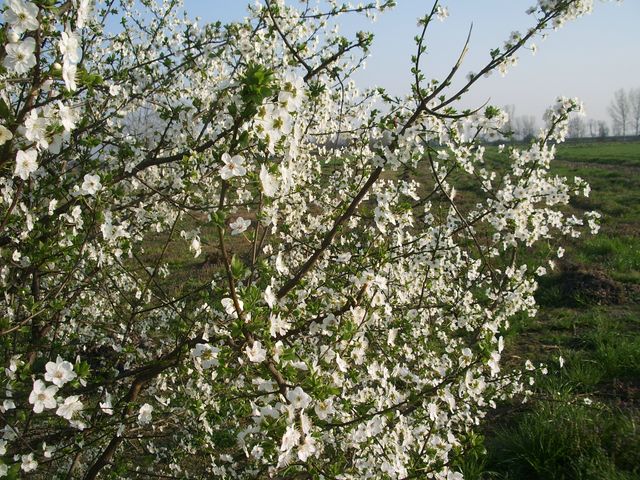 Prunus da determinare