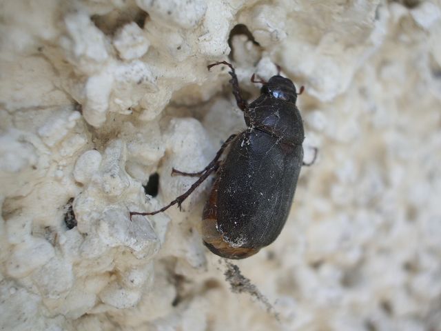Aplidia cfr. transversa (Coleoptera, Melolonthidae)