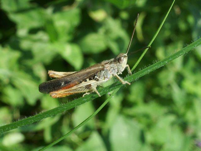 Chorthippus sp.