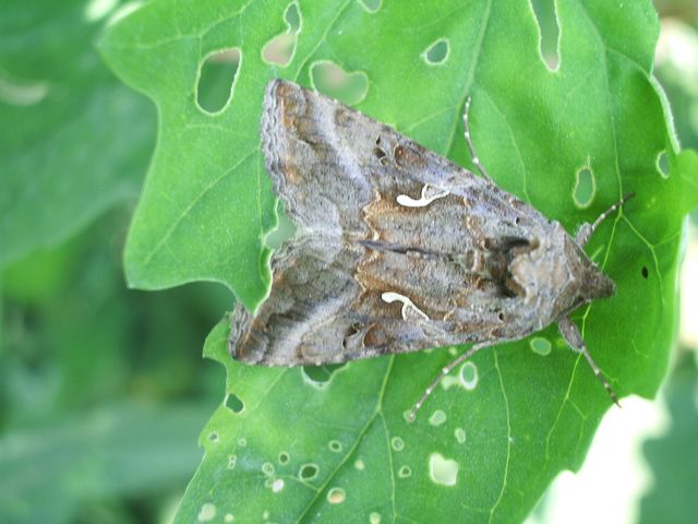 Autographa gamma