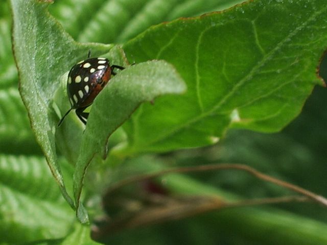Neanide di  Nezara viridula (Heteroptera, Pentatomidae)
