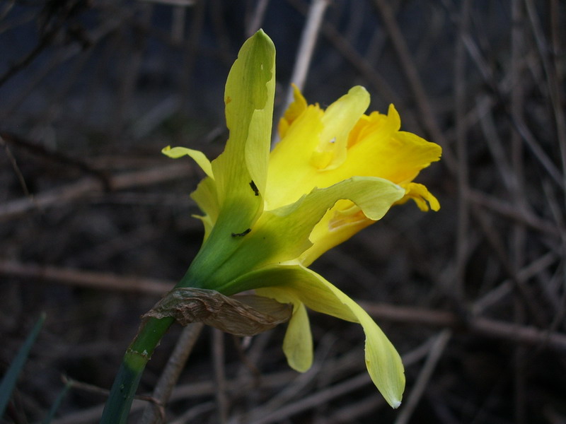 Fiori gialli: Narcisi (cultivar)