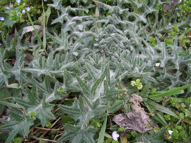 Piantina verde  da identificare: Carduus? Cirsium?