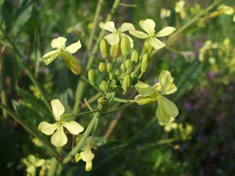 Cruciferae da identificare