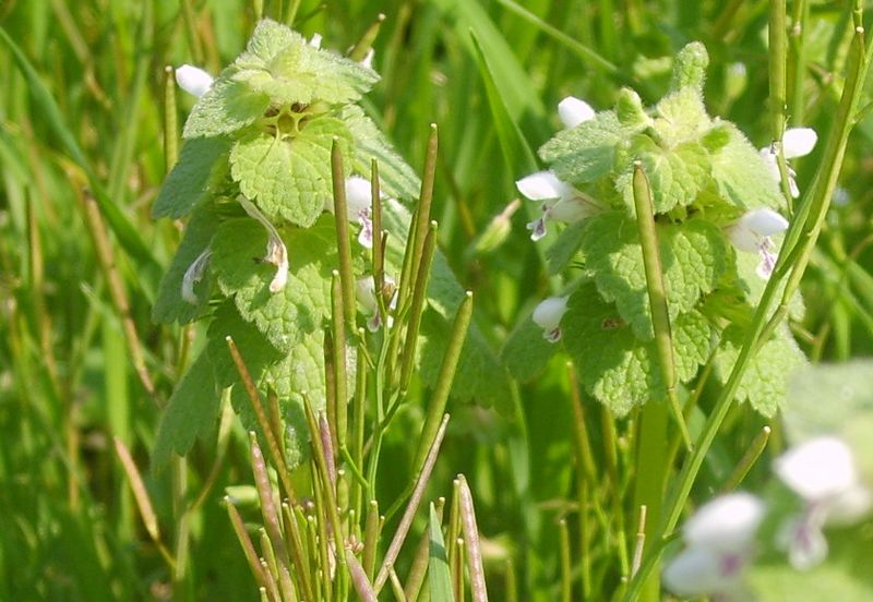 Lamium purpureum 