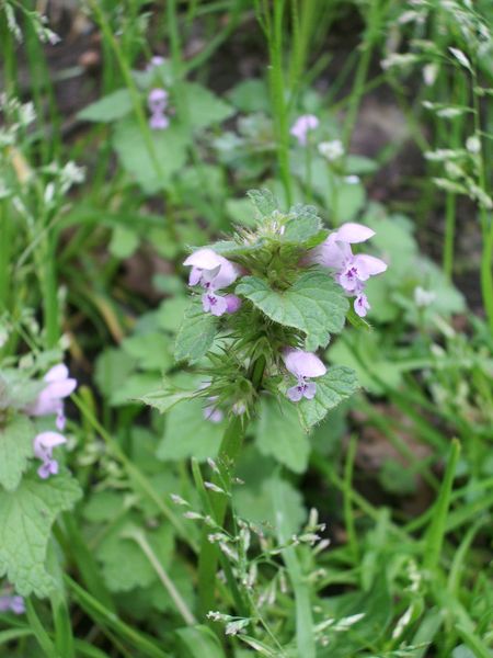 Lamium purpureum / Falsa ortica purpurea