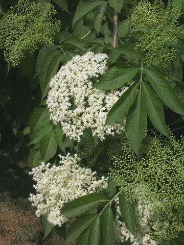 Sambucus nigra / Sambuco comune